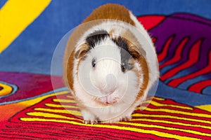 American Guinea Pigs (Cavia porcellus)