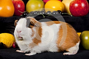 American Guinea Pigs (Cavia porcellus)