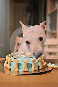 American hairless naked terrier eating cake for his birthday