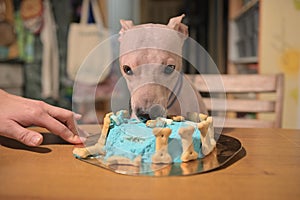 American hairless naked terrier eating cake for his birthday