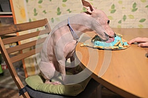 American hairless naked terrier eating cake for his birthday