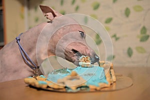 American hairless naked terrier eating cake for his birthday