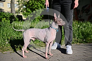 American Hairless Terrier