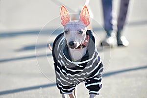 American Hairless Terrier dog dressed in black and white jumpsuit with red collar walking along street close-up portrait