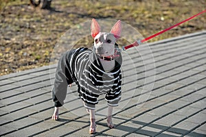 American Hairless Terrier dog dressed in black and white jumpsuit with red leash standing outdoors