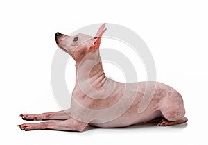 American Hairless Terrier dog lying down isolated on white background