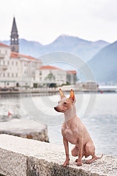 American Hairless Terrier dog sits gracefully on a waterfront promenade