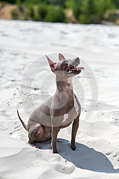 American Hairless Terrier dog sitting on  white sand under hot summer sun