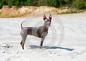 American Hairless Terrier dog standing on  white sand against dunes overgrown with forest