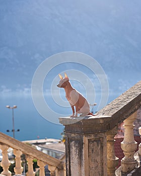 American Hairless Terrier sits perched on an ornate stone baluster