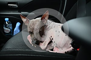 American Hairless Terrier sleep on the sits car