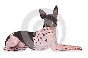 American hairless terrier on white background