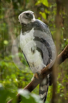 American harpy eagle - harpia harpyja