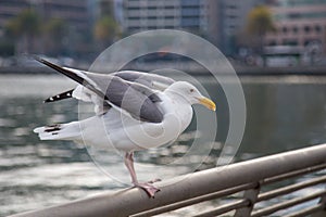 American Herring Gull