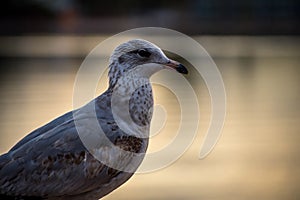 An American Herring Gull in Lake Havasu, Arizona