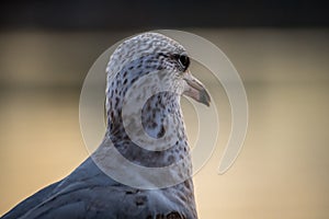 An American Herring Gull in Lake Havasu, Arizona