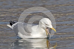 American Herring Gull, Larus smithsonianus, with tougue extended