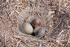 American Herring Gull nest with three mottled eggs