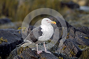 American Herring Gull - Rocky Coast