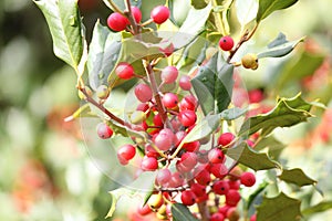 American Holly (Ilex opaca)