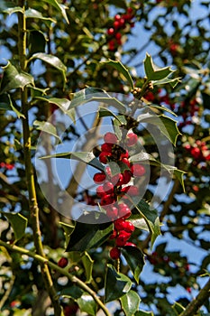 American Holly Tree