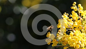 American Honey Bee Hovers toward Oregon Grape