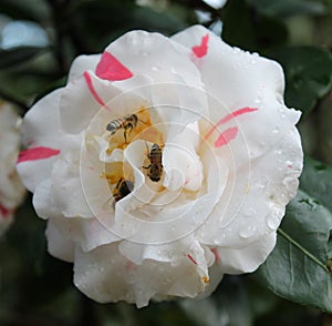 American Honeybee collecting pollens in the flower.