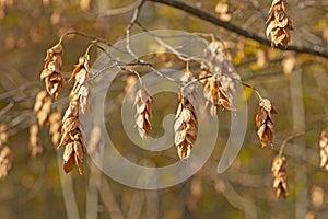 American hophornbeam Seeds in the Autumn Sun