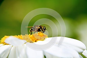 American Hover Fly
