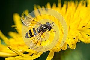 American Hoverfly - Eupeodes americanus