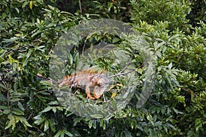 American iguana sitting on the tree