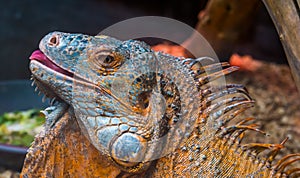 American iguana sticking its tongue out, Detailed reptile face, tropical lizard specie from America, popular exotic pet