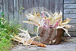 American Indian corn in a basket