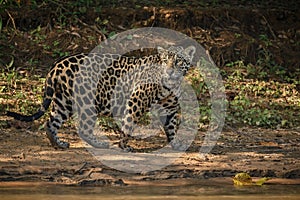 American jaguar in the darkness of a brazilian jungle