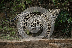 American jaguar in the darkness of a brazilian jungle