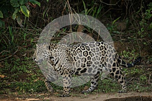 American jaguar in the darkness of a brazilian jungle