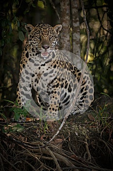 American jaguar in the darkness of a brazilian jungle