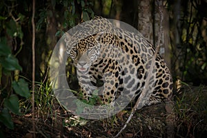 American jaguar in the darkness of a brazilian jungle