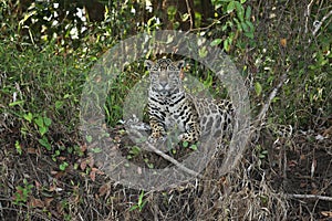 American jaguar female in the shade of a brazilian jungle