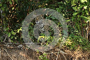 American jaguar female in the shade of a brazilian jungle
