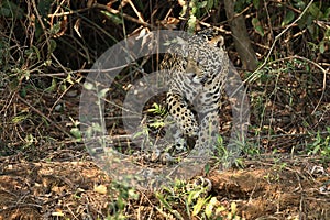 American jaguar female in the shade of a brazilian jungle