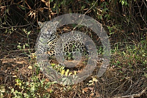 American jaguar female in the shade of a brazilian jungle