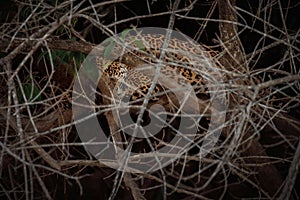 American jaguar in the nature habitat.