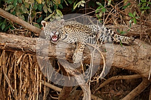 American jaguar in the nature habitat.