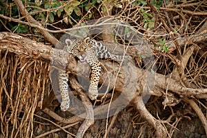 American jaguar in the nature habitat.