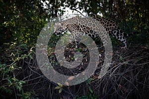 American jaguar in the nature habitat of brazilian pantanal