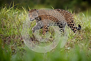 American jaguar in the nature habitat of brazilian pantanal