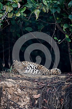 American jaguar in the nature habitat of brazilian pantanal