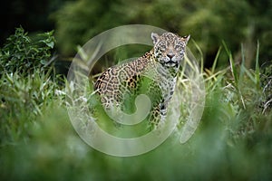 American jaguar in the nature habitat of brazilian pantanal