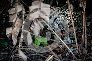 American jaguar in the nature habitat of brazilian pantanal